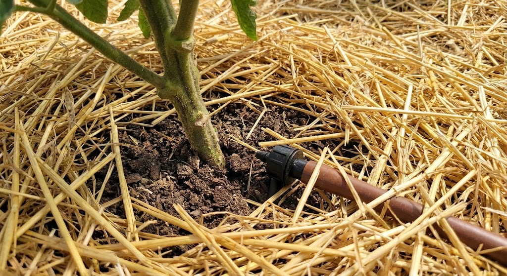 Jorddække med halm under tomatplante